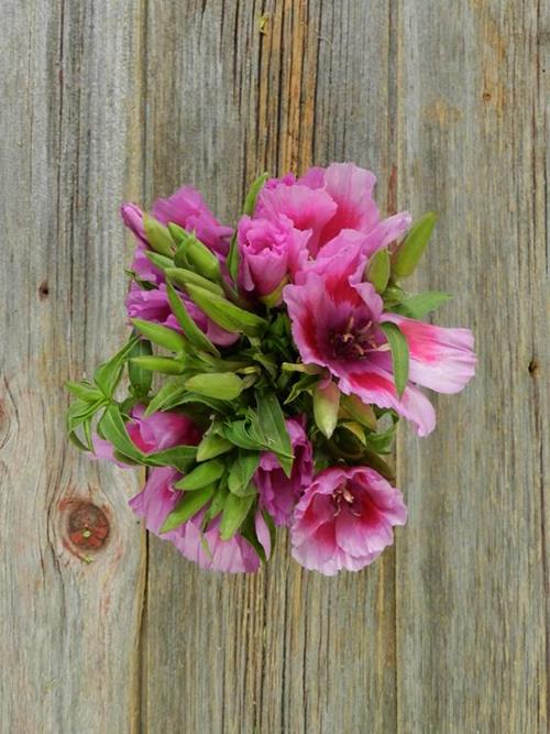  LAVENDER GODETIA
